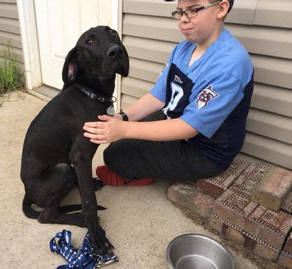 Greater dayton lab rescue - Meet Jethrodoodle Jethrodoodle is a very sweet loving dog. He is house and crate trained and good with people and other dogs. He will be a great addition...
